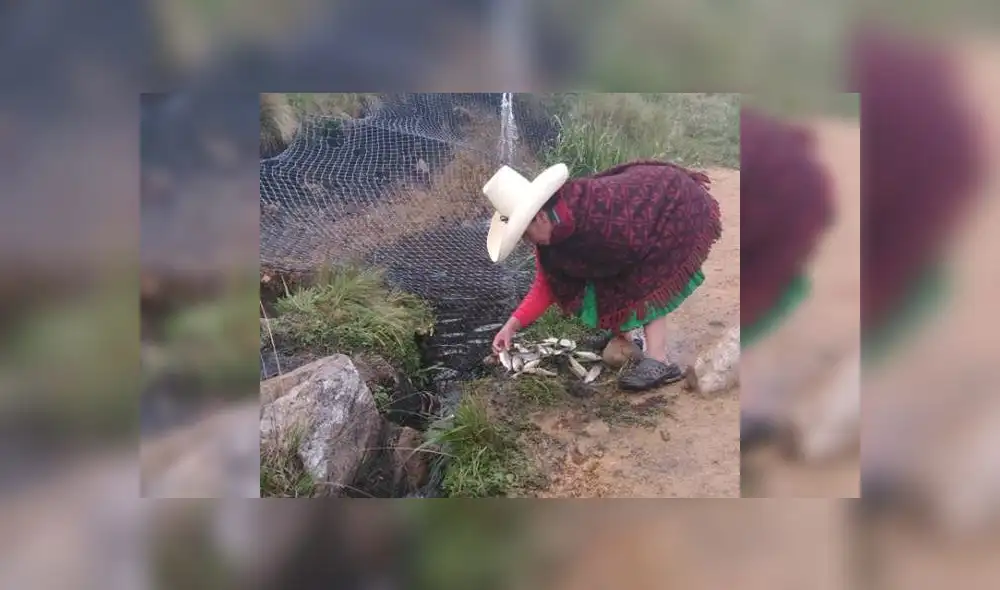 Familia de Máxima Acuña denuncia envenenamiento de mil truchas de su criadero [FOTOS]