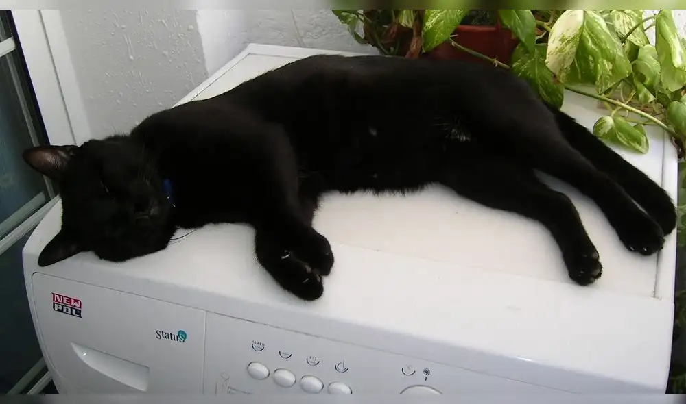 Mete a gato en lavadora y lo comparte por Instagram 