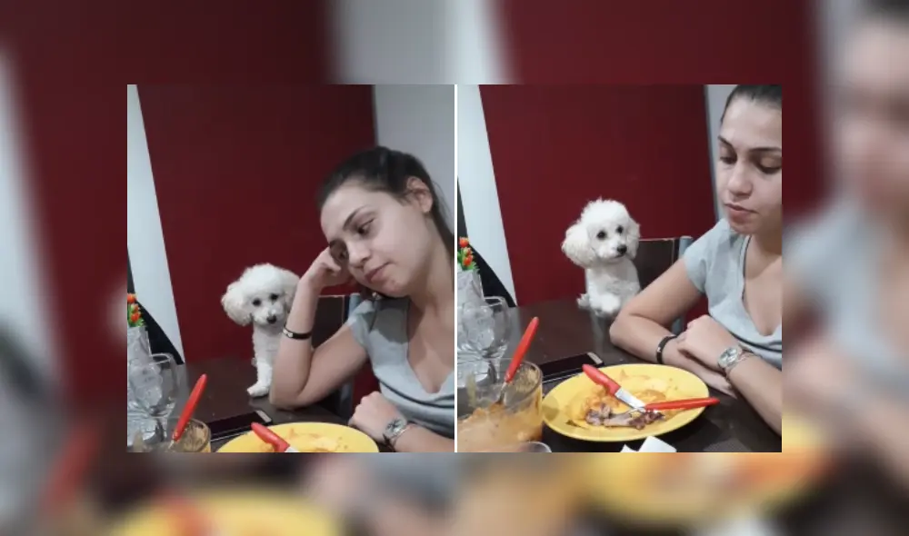 Desliza hacia la izquierda para ver más imágenes del singular comportamiento de este perrito para llamar la atención de su dueña. (Foto: captura / TikTok) Desliza hacia la izquierda para ver más imágenes del singular comportamiento de este perrito para llamar la atención de su dueña. (Foto: captura / TikTok)