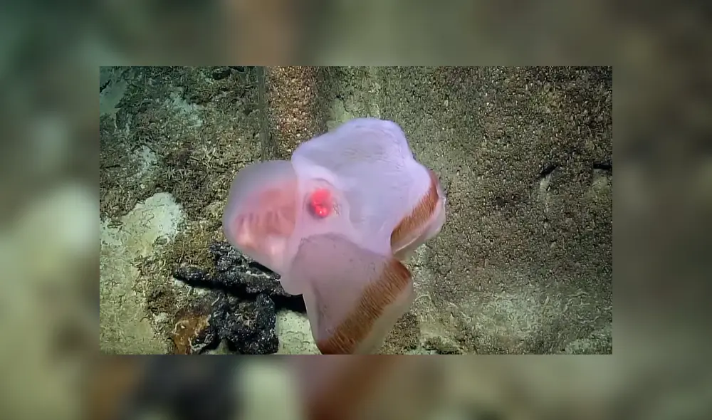 Investigadores de Estados Unidos compartieron en YouTube el video viral de la extraña criatura que adopta aterradoras apariencias.