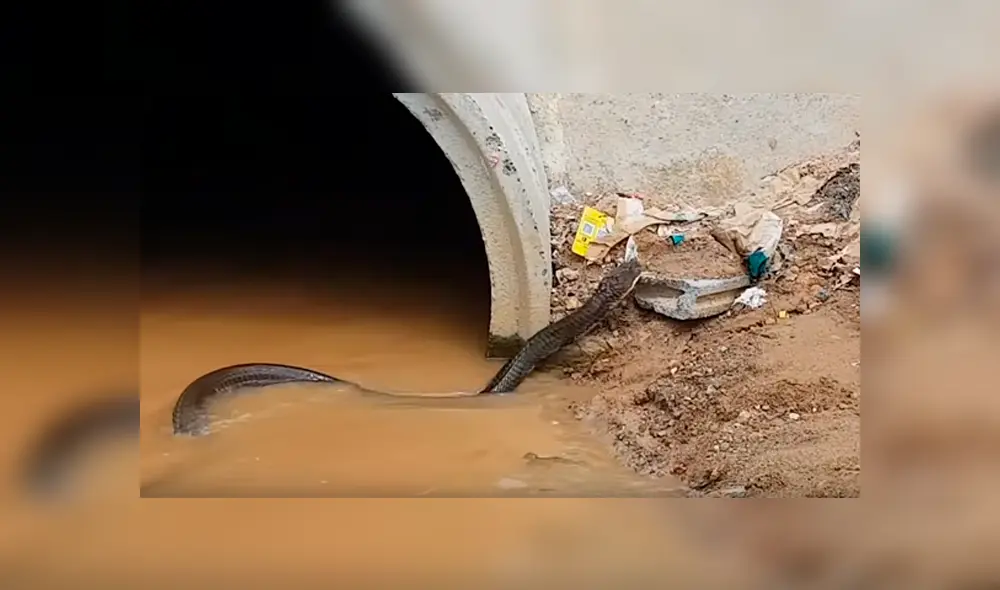 Hombre se mete a tubería y tropieza con hambrienta cobra que agarra con las manos [VIDEO]