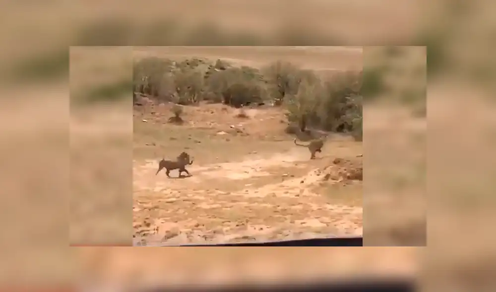 Las imágenes de la rápida escena hicieron que varios usuarios de YouTube compararan a los protagonistas con Timón y Pumba