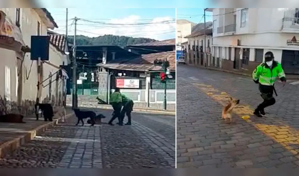 perros total perros total