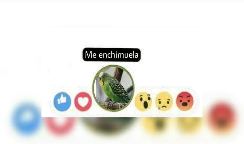 Facebook viral: Renato Barrera, dueño de 'Chimuelo', revela la razón por la que murió su periquito [VIDEO] 
