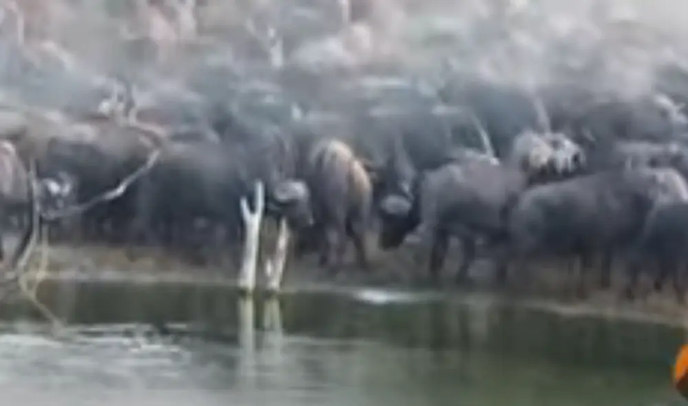 Desliza hacia la izquierda para ver las imágenes del video viral. Foto: captura de YouTube.