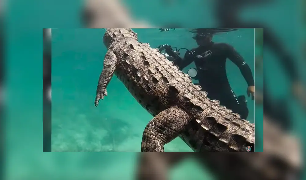 El hombre se acercó peligrosamente al reptil y sacó rápidamente su cámara para sacarle fotografía de cerca. El desenlace ha sorprendido a todos El hombre se acercó peligrosamente al reptil y sacó rápidamente su cámara para sacarle fotografía de cerca. El desenlace ha sorprendido a todos