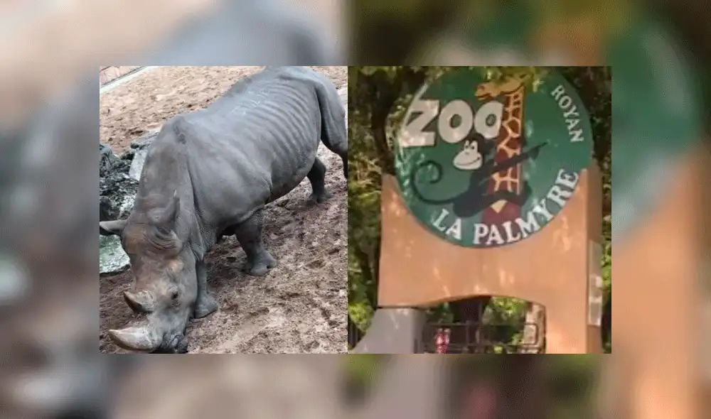 Sucedió en el zoológico  La Palmyre. Foto: Composición/Royan News