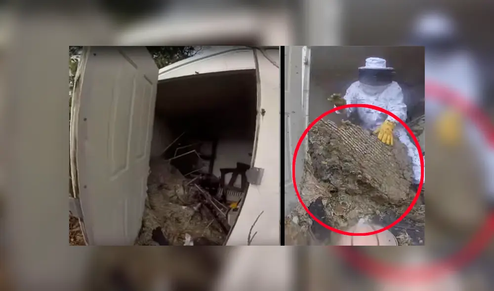 Hombre se topa con miles de avispones gigantes y saca letal nido de casa abandonada [VIDEO]