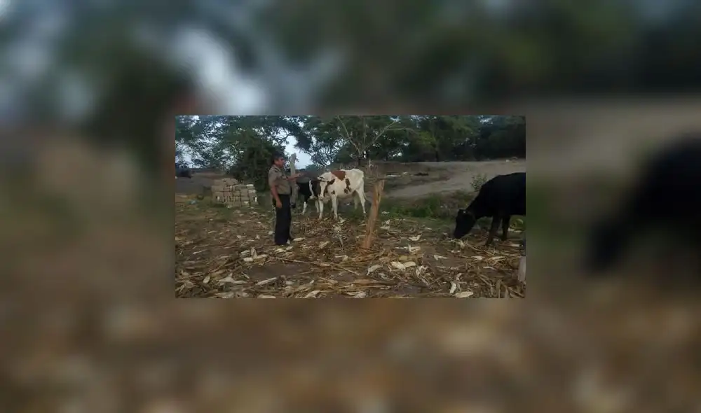 Delincuentes ingresn a predio y asesinan cabezas de ganado para robar su carne. Foto: Noticias Piura 3.0.