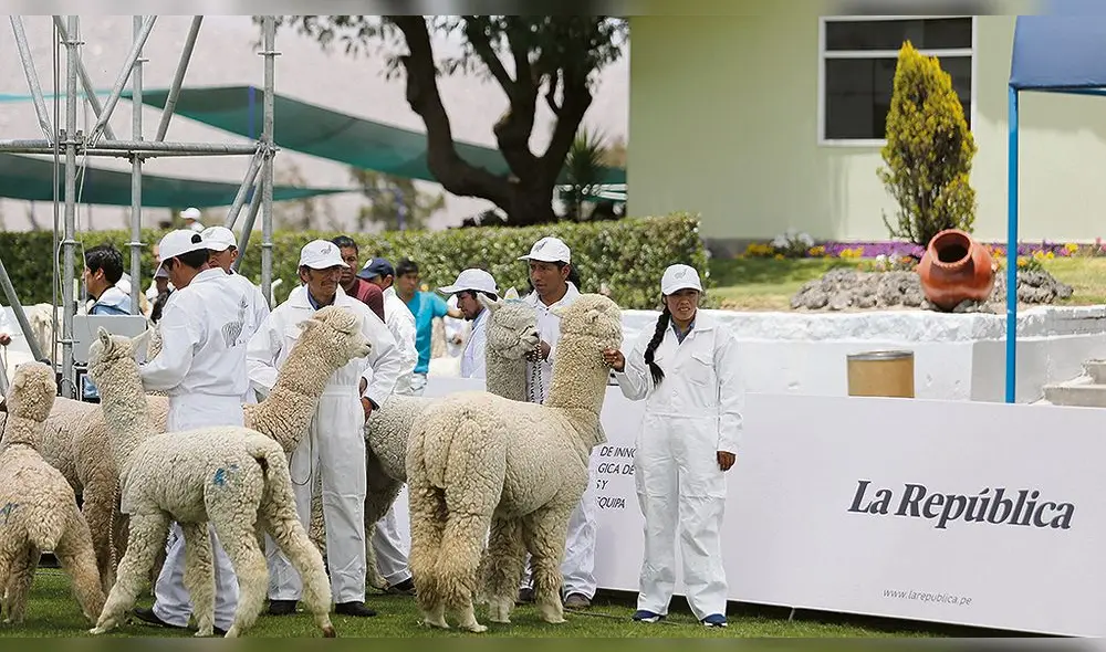 Arequipa: Grupo Inca obtuvo la fibra de alpaca más fina Arequipa: Grupo Inca obtuvo la fibra de alpaca más fina