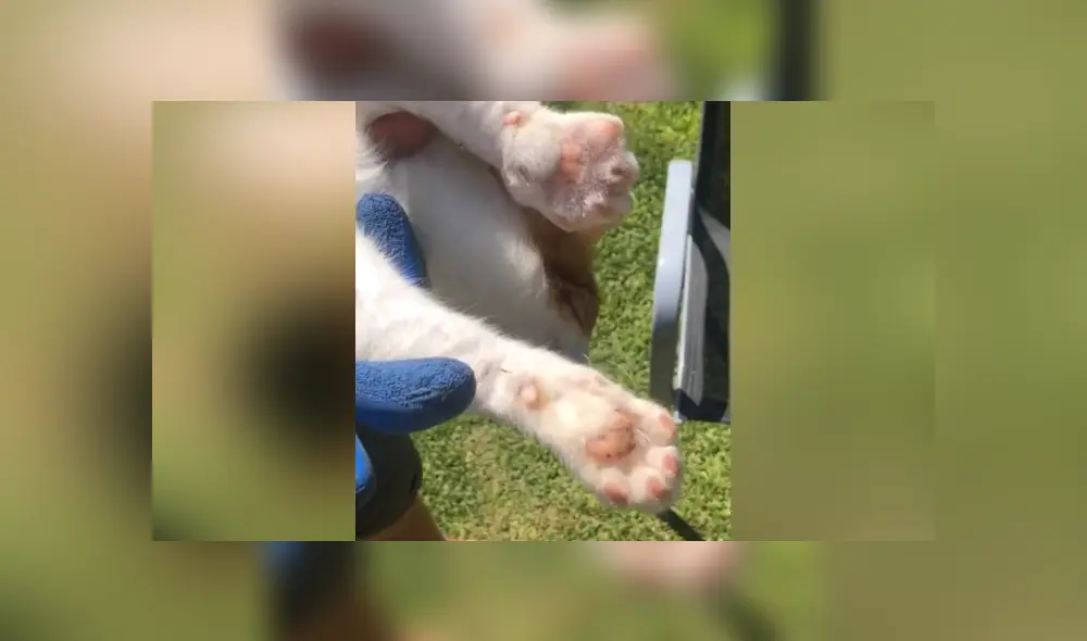 Un travieso felino persiguió a una abeja y se llevó una dolorosa lección. Foto: TikTok Un travieso felino persiguió a una abeja y se llevó una dolorosa lección. Foto: TikTok