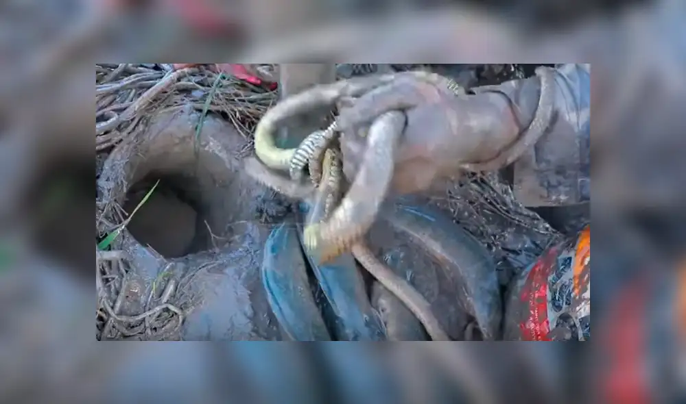 Desliza hacia la izquierda para ver el hallazgo que hizo el pescador y se volvió viral en YouTube.