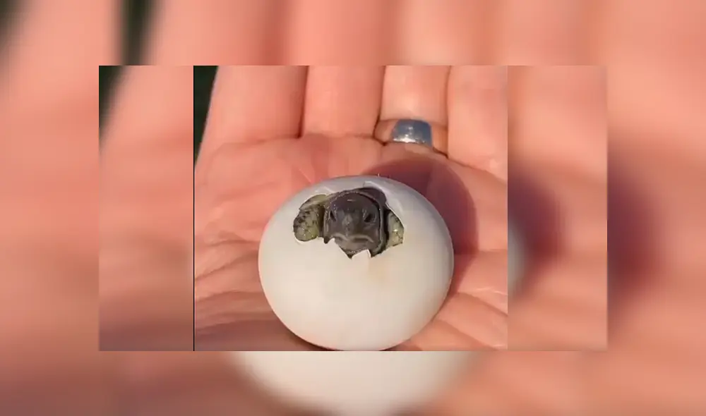 En Facebook, un joven se topó con un misterioso huevo que escondía un conmovedor secreto. En Facebook, un joven se topó con un misterioso huevo que escondía un conmovedor secreto.