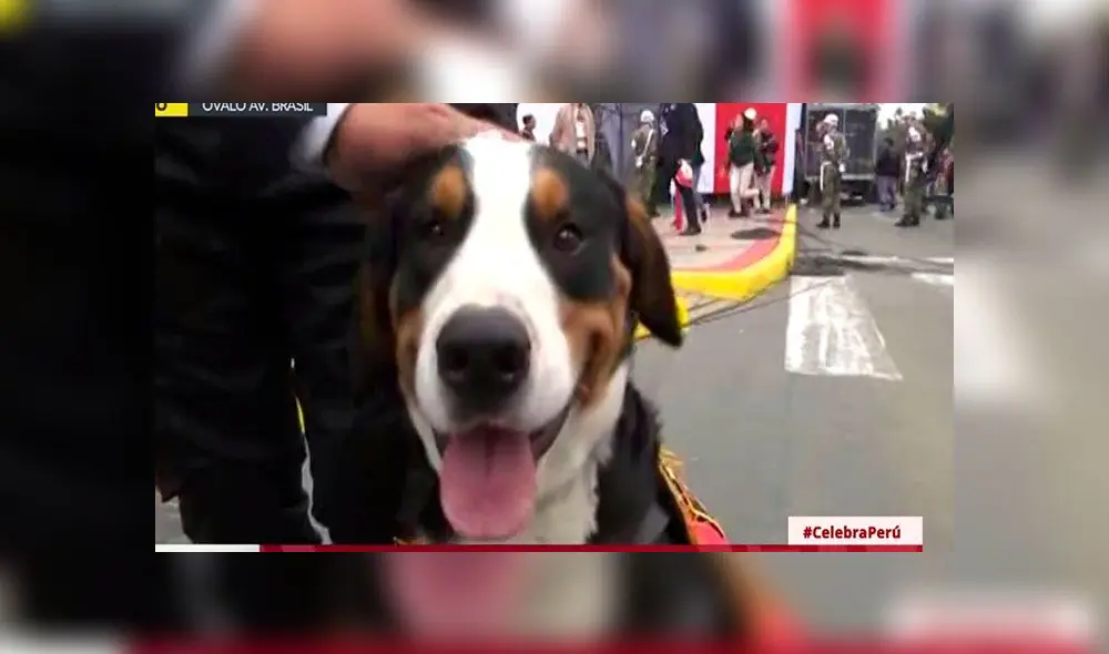 Capitán, la mascota de PPK, participó en dos desfiles militares. Foto: Captura