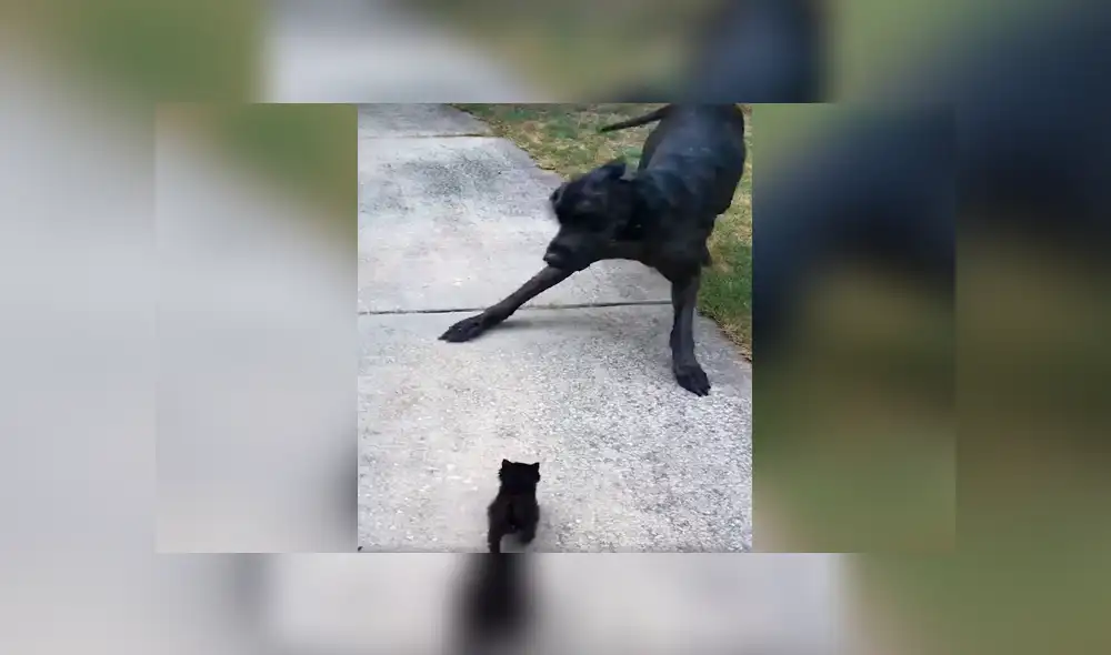 Un video muestra la reacción de un enorme can cuando ve a un gato bebé por primera vez. Un video muestra la reacción de un enorme can cuando ve a un gato bebé por primera vez.
