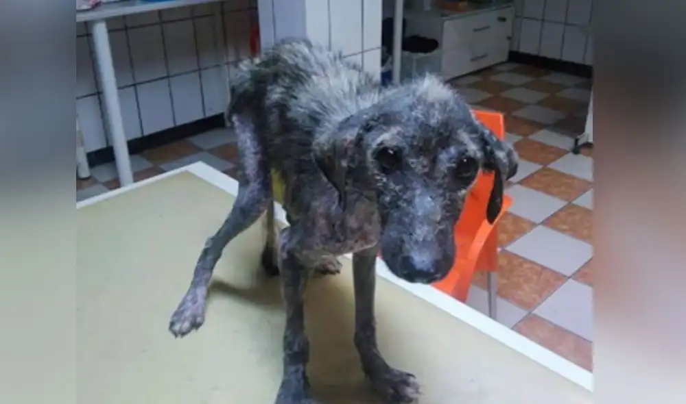 Desliza las imágenes para conocer más detalles sobre esta conmovedora historia. Foto: Facebook