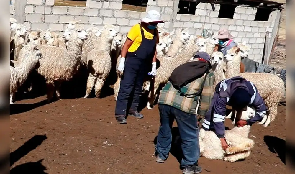 Puno. Camélidos sudamericanos recibieron atención para recuperarse del ataque de los perros. Puno. Camélidos sudamericanos recibieron atención para recuperarse del ataque de los perros.