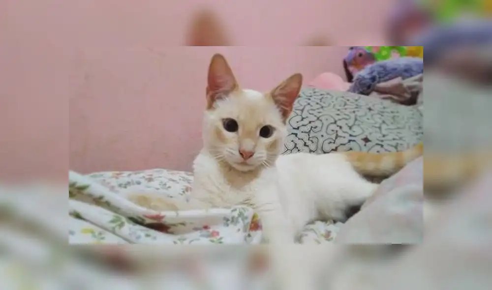 20 de febrero: Día internacional del gato, ¿por qué se celebra esta fecha? [FOTOS]