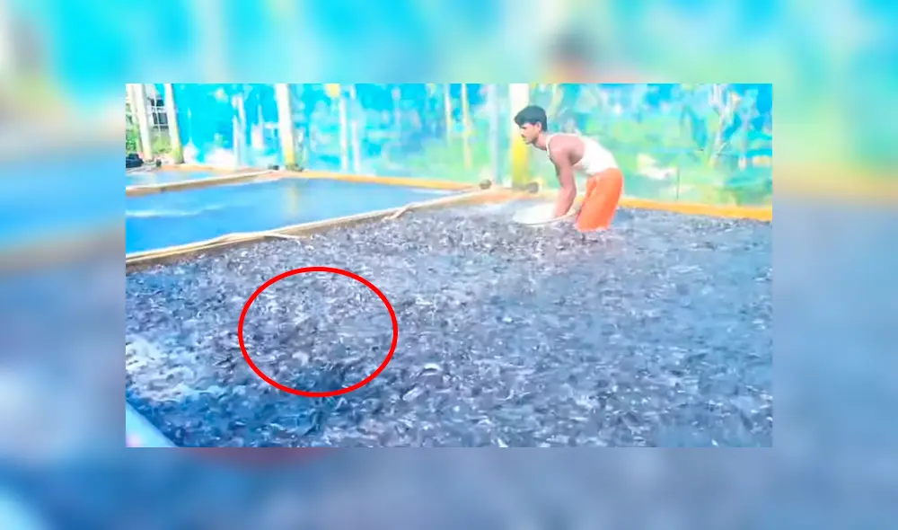 YouTube viral: arroja maíz en desolada piscina y millones de voraces criaturas surgen para devorarlo todo YouTube viral: arroja maíz en desolada piscina y millones de voraces criaturas surgen para devorarlo todo