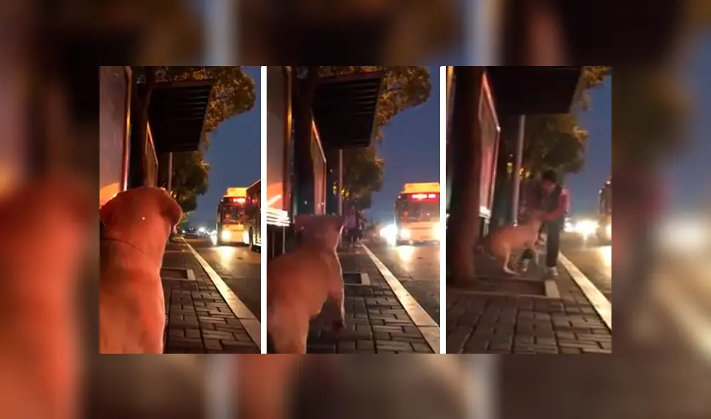 En Facebook, un perro esperaba entusiasmado la llegada de su cuidador y al verlo corría para darle un abrazo. En Facebook, un perro esperaba entusiasmado la llegada de su cuidador y al verlo corría para darle un abrazo.