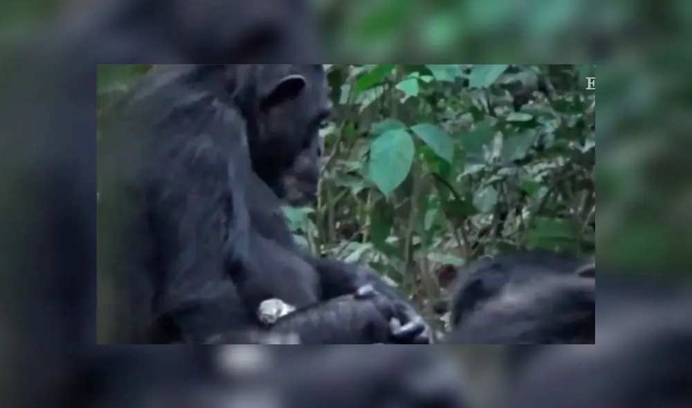 'Lucy' trata de colocar un gálago (especie de primate pequeño) en su espalda y luego lo acicala. Captura de video/El País.
