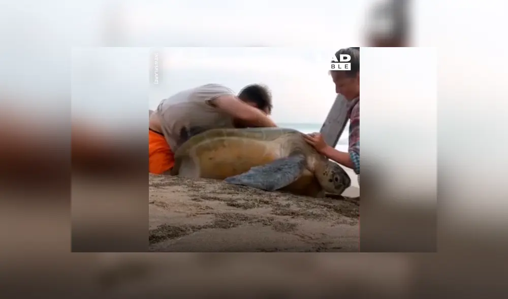 Pareja saca enorme criatura marina atrapada entre dos piedras y sucede algo conmovedor [VIDEO] 