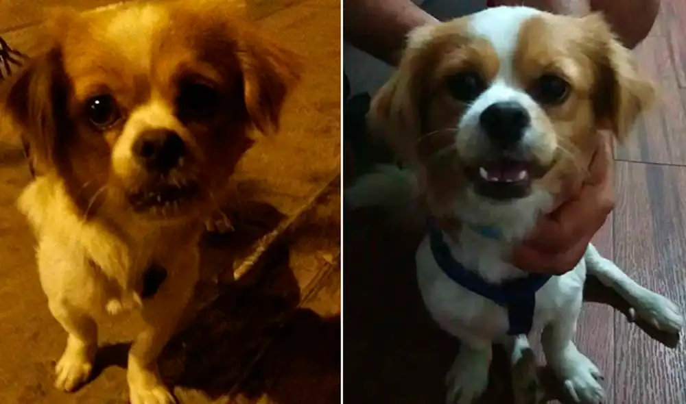 La mascota fue hallada en la cuadra 33 de San Luis.