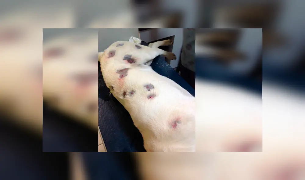 Desliza para ver los detalles de esta historia que se viralizó en Facebook. Foto: Captura. Desliza para ver los detalles de esta historia que se viralizó en Facebook. Foto: Captura.