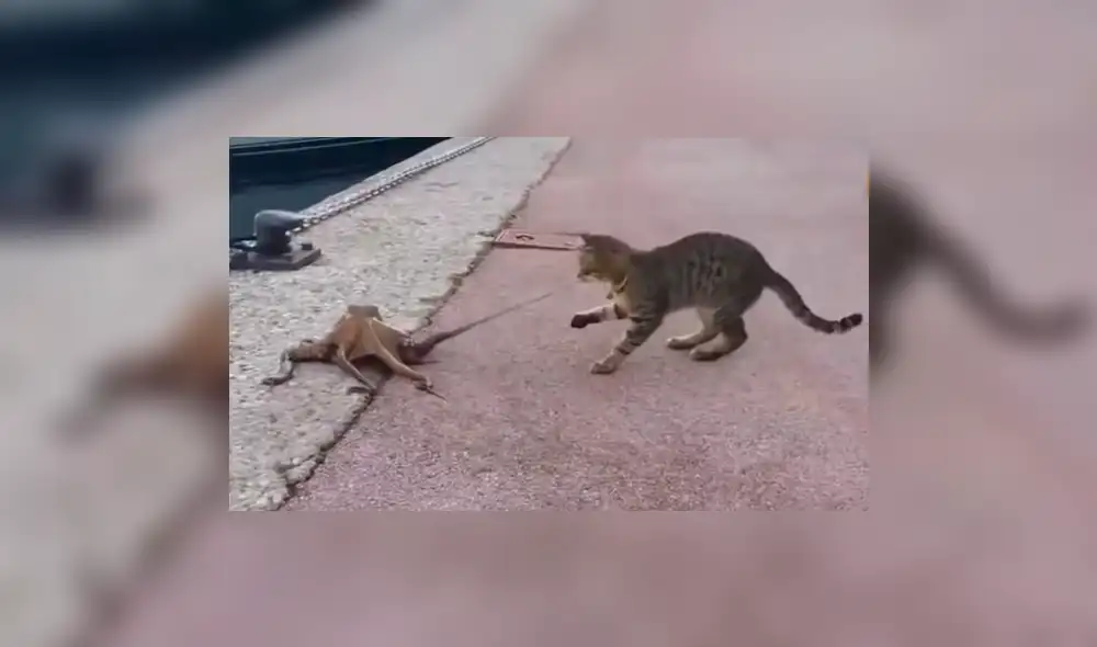YouTube viral: enorme criatura emerge del mar y se enfrenta a curioso gato [VIDEO]