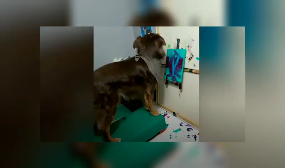 Desliza las imágenes hacia la izquierda para observar las increíbles habilidades de un perro en el arte. Foto: Caters Clips. Desliza las imágenes hacia la izquierda para observar las increíbles habilidades de un perro en el arte. Foto: Caters Clips.