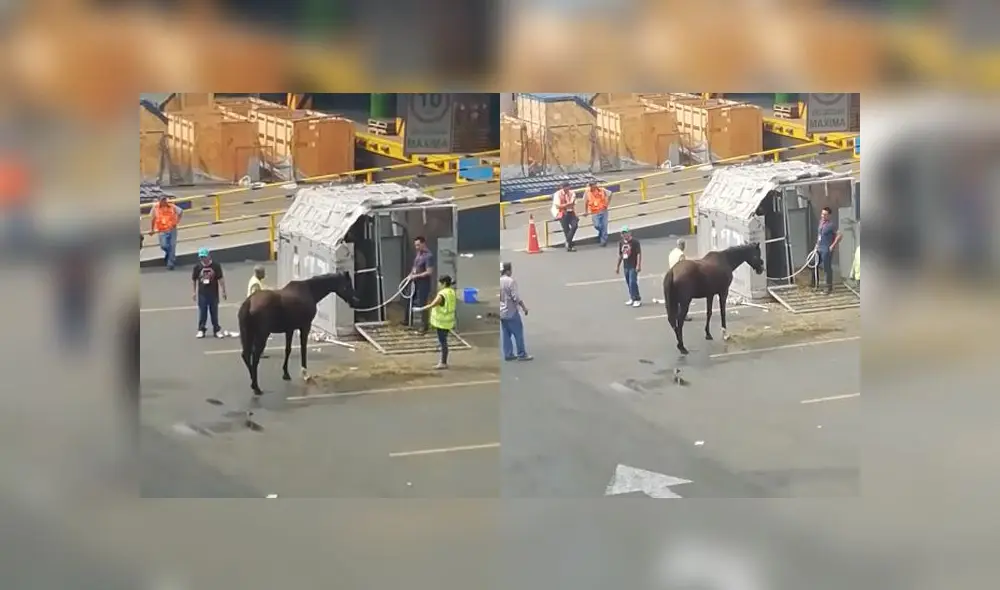 Un caballo fue golpeado para que entre al embarque en Callao. Un caballo fue golpeado para que entre al embarque en Callao.