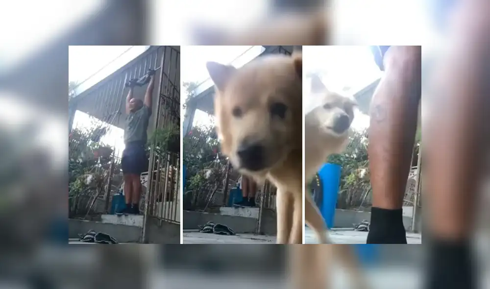 Desliza las imágenes hacia la izquierda para conocer la pesada broma que realizó un perro a su dueño.