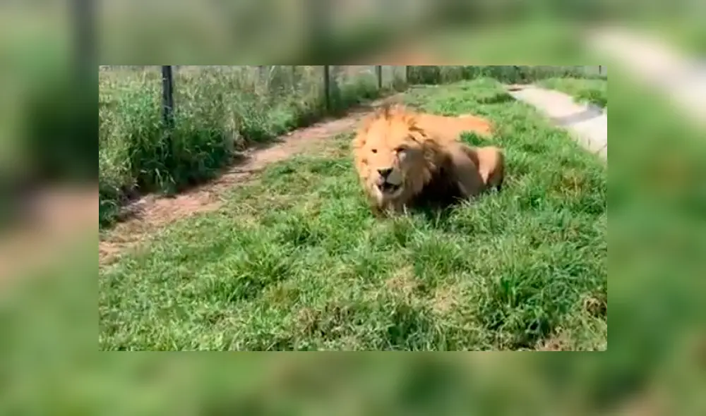 El video viral de Facebook registró el momento en que un enfurecido león atacó a su amo.