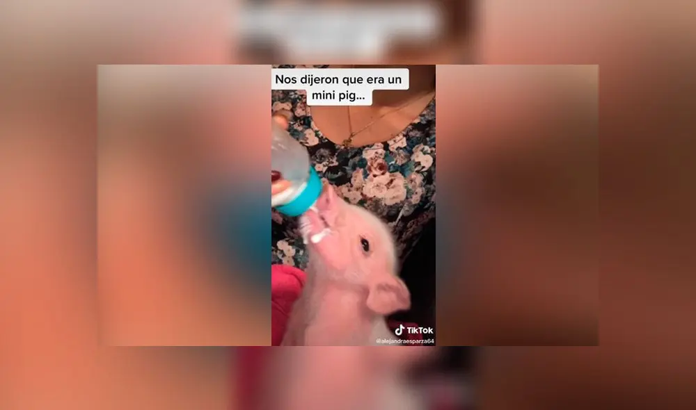 Desliza las imágenes para ver la increíble transformación que tuvo este presunto 'mini pig'. Foto: Alejandra Esperanza/TikTok