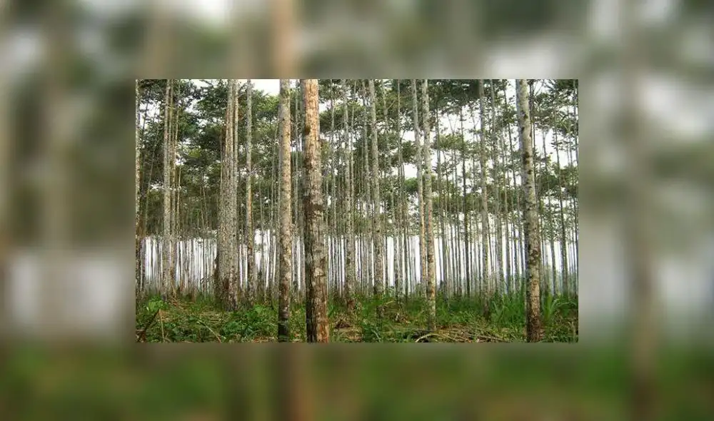 Al 2020 se estima reforestar 3,2 millones de hectáreas en el país