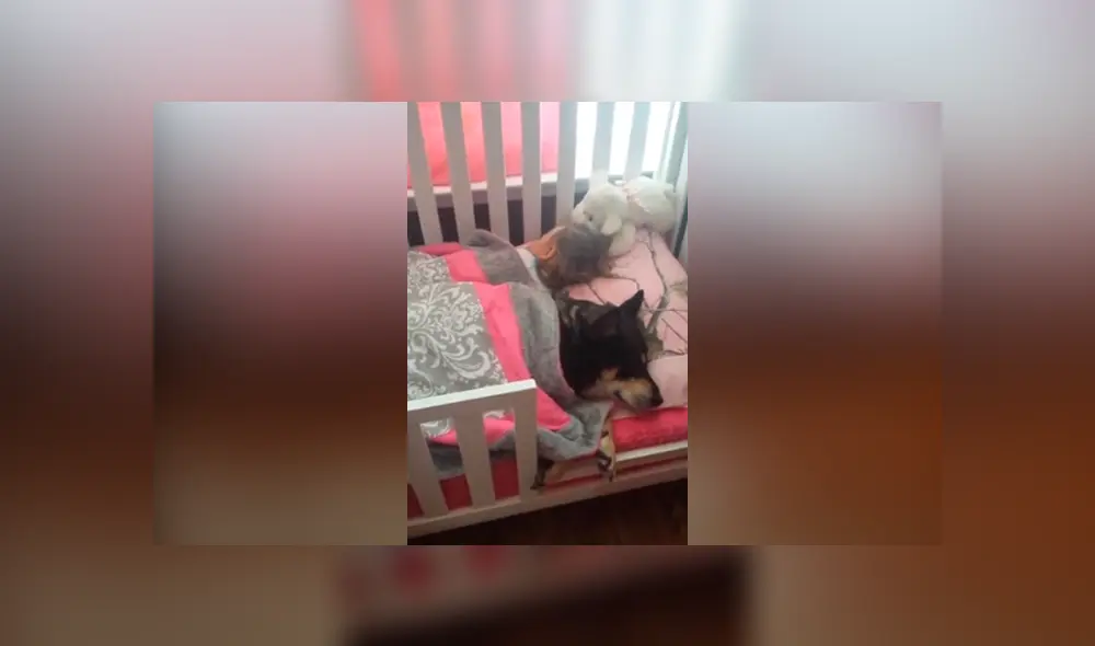 Un video viral de YouTube registró Lo que hacía un perro en ausencia de sus amos. Un video viral de YouTube registró Lo que hacía un perro en ausencia de sus amos.