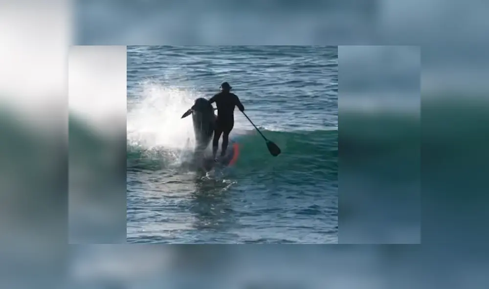 Vía YouTube. El animal salió intempestivamente del mar y se tiró contra el surfista, que iniciaba su carrera hacia el lado opuesto Vía YouTube. El animal salió intempestivamente del mar y se tiró contra el surfista, que iniciaba su carrera hacia el lado opuesto