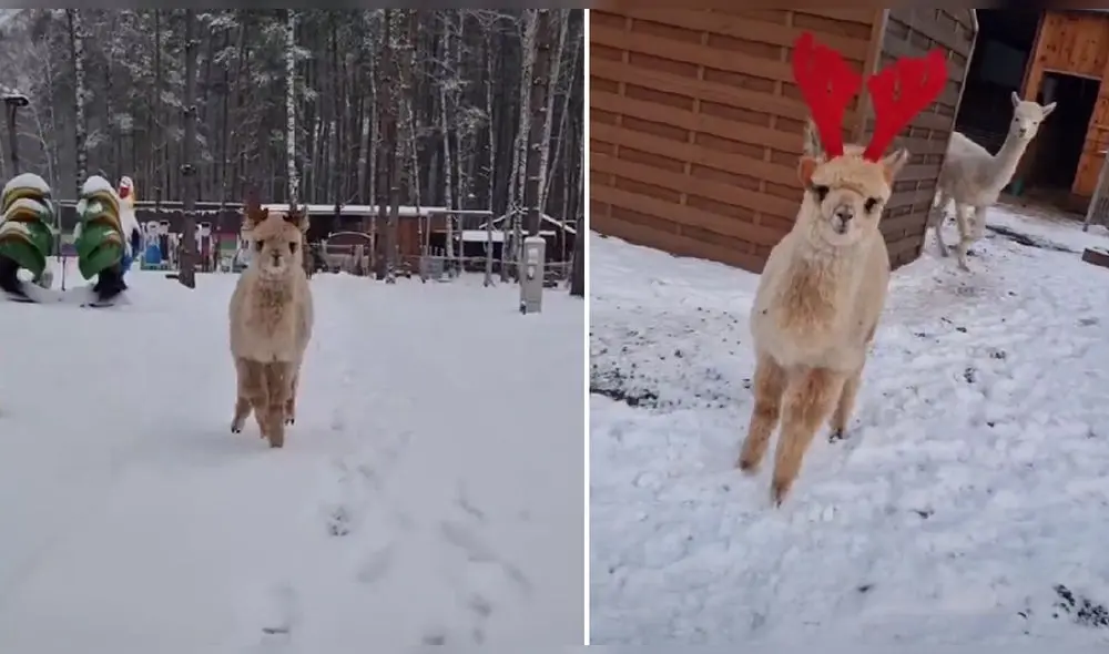 Tiernas llamas se asemejan a renos por los accesorios que le pusieron sus cuidadores