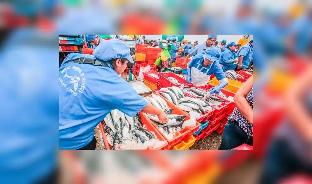 Consumo per cápita de pescado en Perú creció de 10 a 12 kilos 