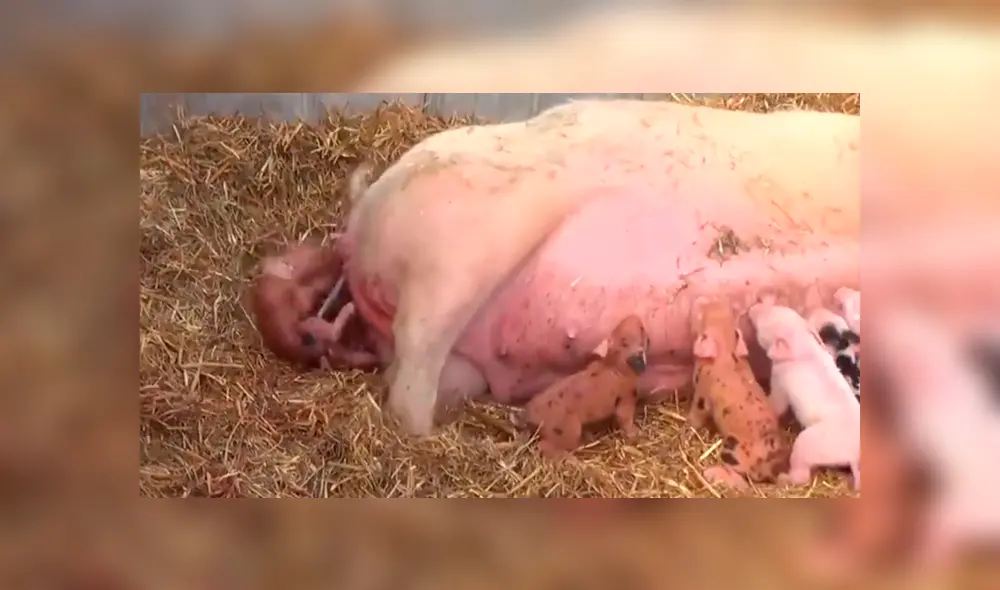 YouTube viral: cerda sorprende al mundo al dar a luz a 13 adorables puerquitos [VIDEO]