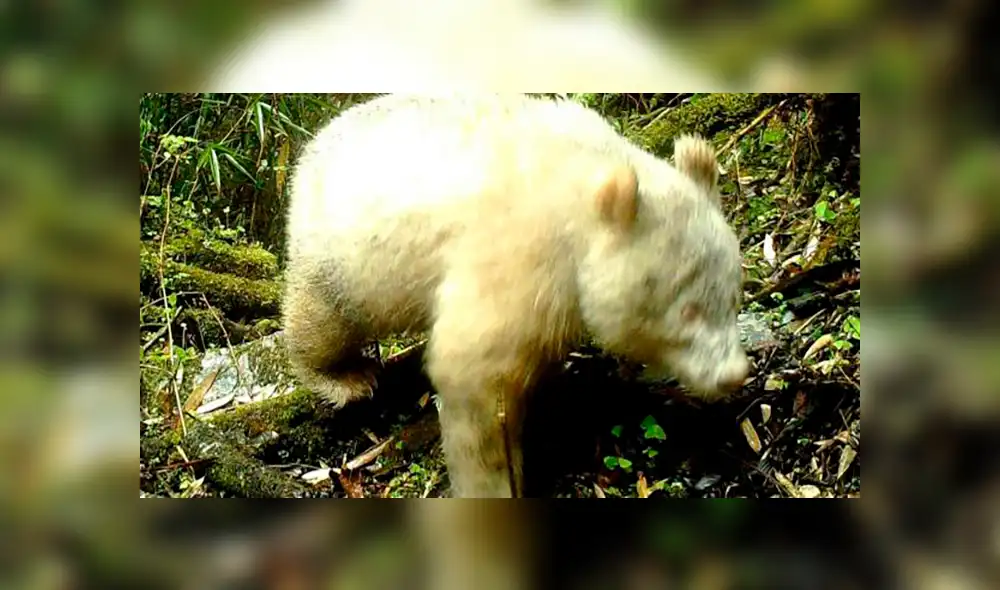 ¡Por primera vez en la historia! Avistan oso panda albino en reserva de China ¡Por primera vez en la historia! Avistan oso panda albino en reserva de China