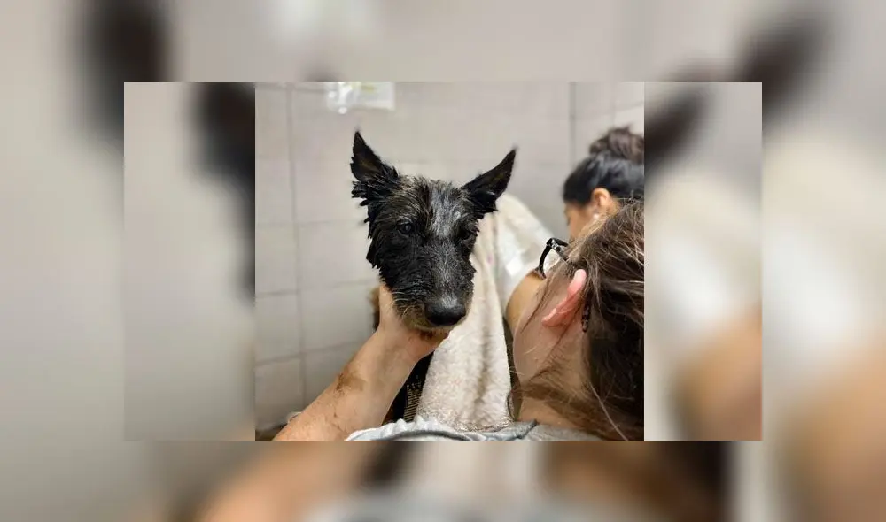 Desliza para descubrir lo que le sucedió a Aloe después de caerse a un pozo de brea. Foto: Facebook Desliza para descubrir lo que le sucedió a Aloe después de caerse a un pozo de brea. Foto: Facebook