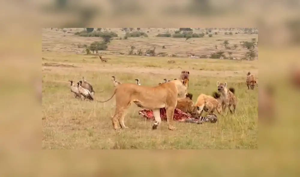 Las hienas se enfrentaron a la leona, pero cuando llegó el 'rey de la selva' huyeron aterrorizadas. Foto: captura