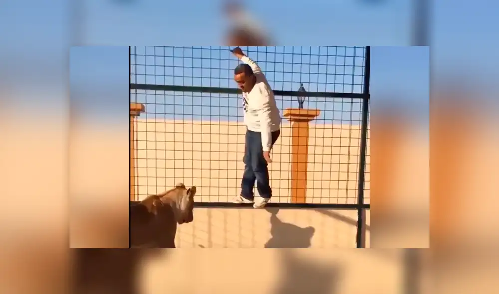 YouTube viral: le hacen creer que era una tierna leona, ingresa a jaula para tomarse foto y sucede lo peor. YouTube viral: le hacen creer que era una tierna leona, ingresa a jaula para tomarse foto y sucede lo peor.