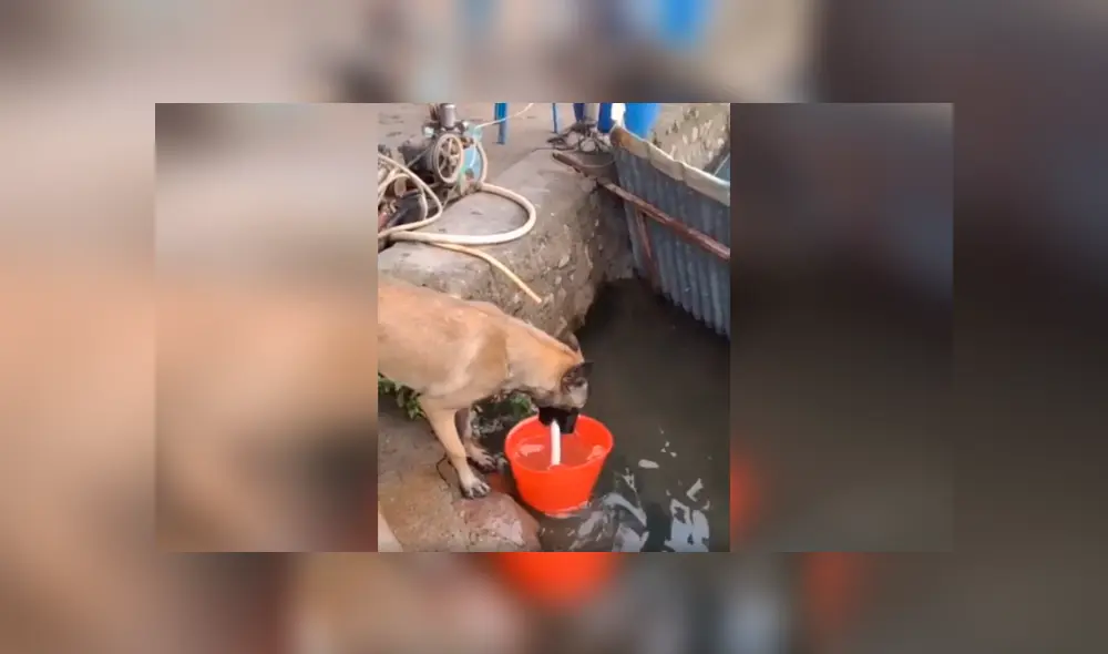 Desliza las imágenes hacia la izquierda para observa la generosa acción de un perro para apoyar a su amo. Foto: Captura.