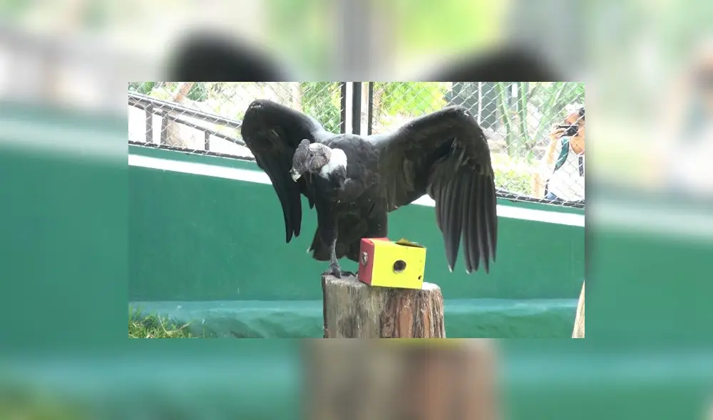 El Parque de las Leyendas celebra el "Día Nacional del Cóndor Andino". El Parque de las Leyendas celebra el "Día Nacional del Cóndor Andino".