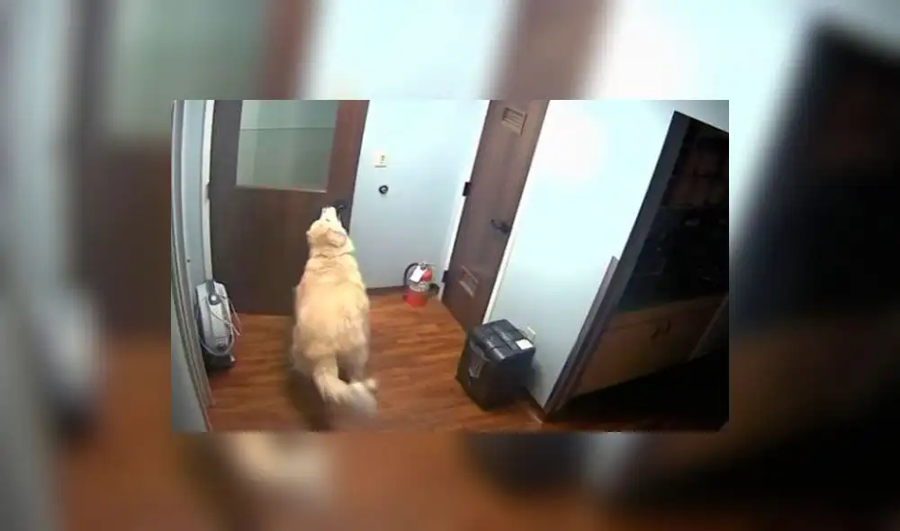 En Facebook perro escapa de veterinaria tras abrir la puerta con el hocico
