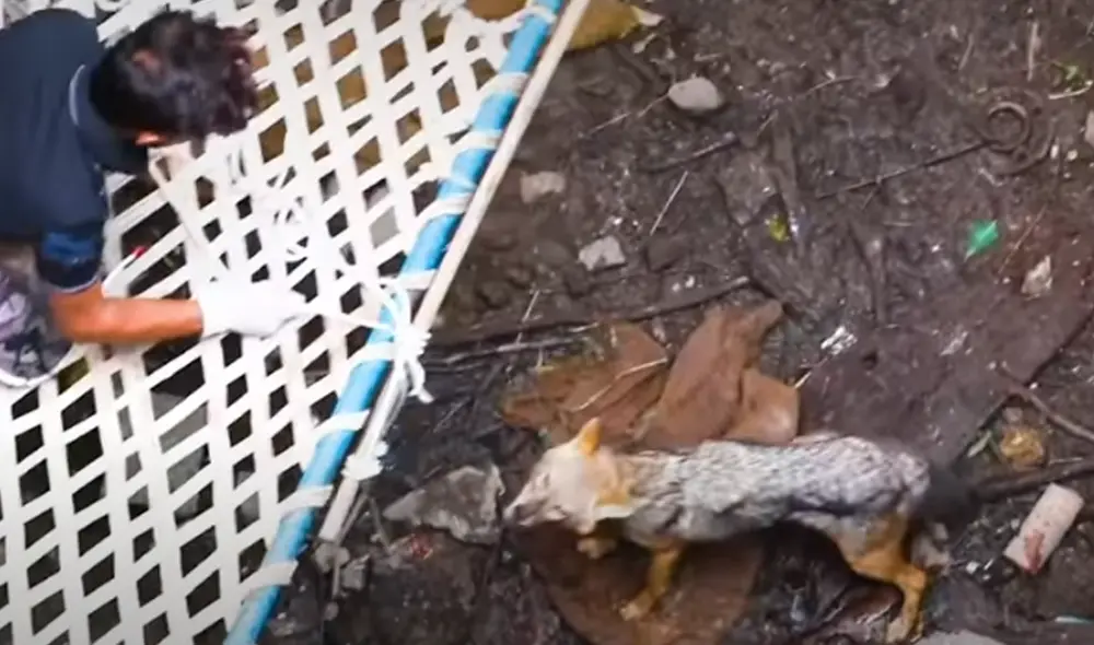 Desliza hacia la izquierda para ver las imágenes del video viral. Foto: Captura de YouTube.