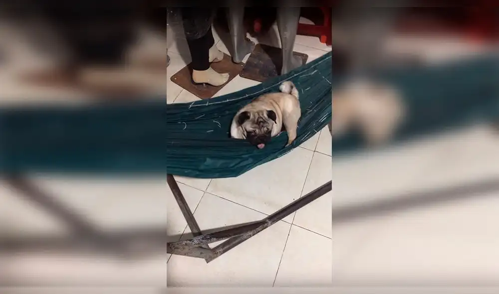 Facebook: Perro decide ir a dormir, prepara su cama y conmueve a miles [VIDEO]