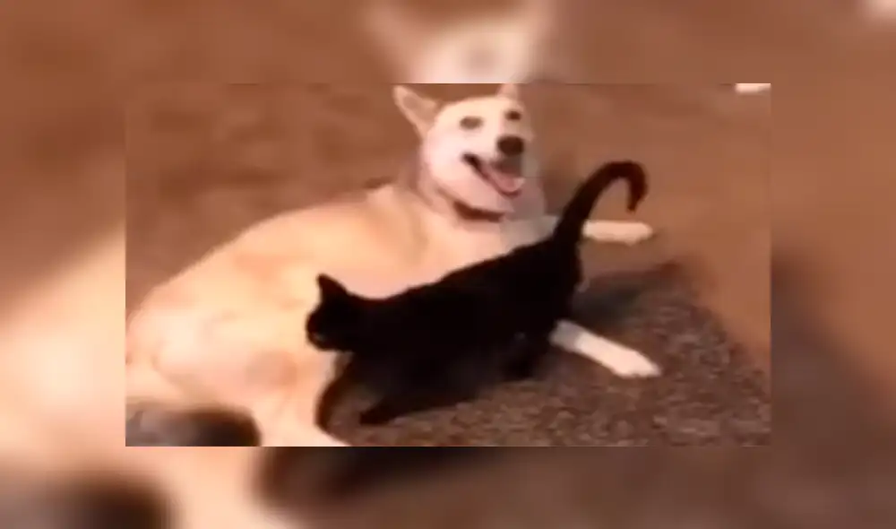 Facebook viral: coloca cámara de seguridad y descubre lo que hacen su perro y su gata en su ausencia Facebook viral: coloca cámara de seguridad y descubre lo que hacen su perro y su gata en su ausencia